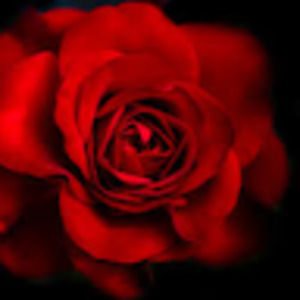 Meet your Posher, Aline